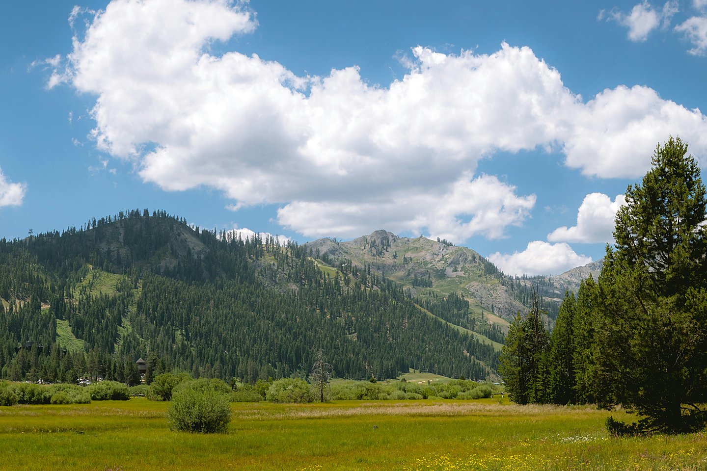 Pradera soleada de Sierra Nevada con bosque de pinos cerca de Lake Tahoe de d&iacute;a. Pr&eacute;stamos hipotecarios y preaprobaci&oacute;n en Reno y Lake Tahoe con Art Loera, PRMG.